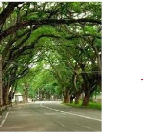 ಆರೋಗ್ಯಕರ ಮೈಸೂರಿಗೆ ವೃಕ್ಷ ಸಮೀಕ್ಷೆ: ಜಿಲ್ಲಾಡಳಿತ–ಗಂಡಭೇರುಂಡ ಪ್ರತಿಷ್ಠಾನ ಸಾಥ್; ಮಾರ್ಚ್ ಅಂತ್ಯಕ್ಕೆ ಟ್ರಿ ಆಡಿಟ್ ಪೂರ್ಣ