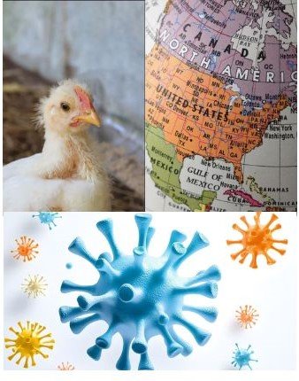 Health Care: ಹಕ್ಕಿ ಜ್ವರ ಮನುಷ್ಯರಿಗೂ ಹರಡುತ್ತಾ? ಈ ಲಕ್ಷಣಗಳು ಕಾಣಿಸಿಕೊಂಡರೆ ನಿರ್ಲಕ್ಷ್ಯ ಬೇಡ!